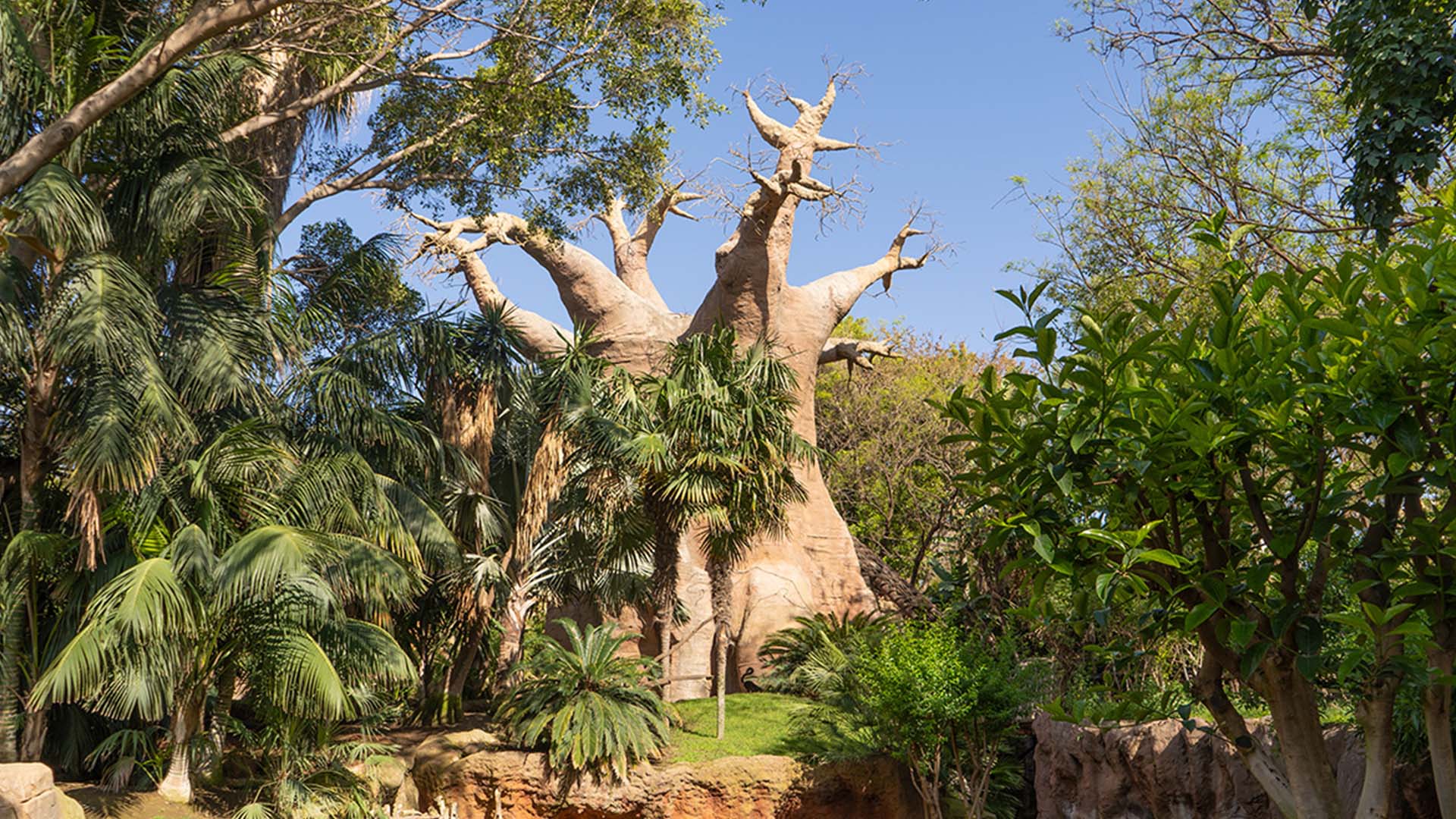 BIOPARC comprometido con los bosques tropicales - BIOPARC Fuengirola