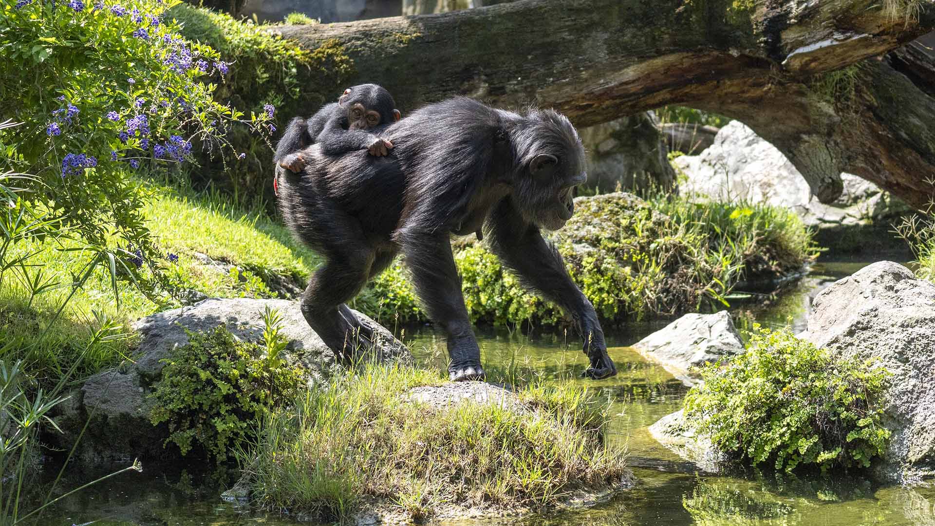 BIOPARC comprometido con los bosques tropicales - Chimpancés en BIOPARC Valencia