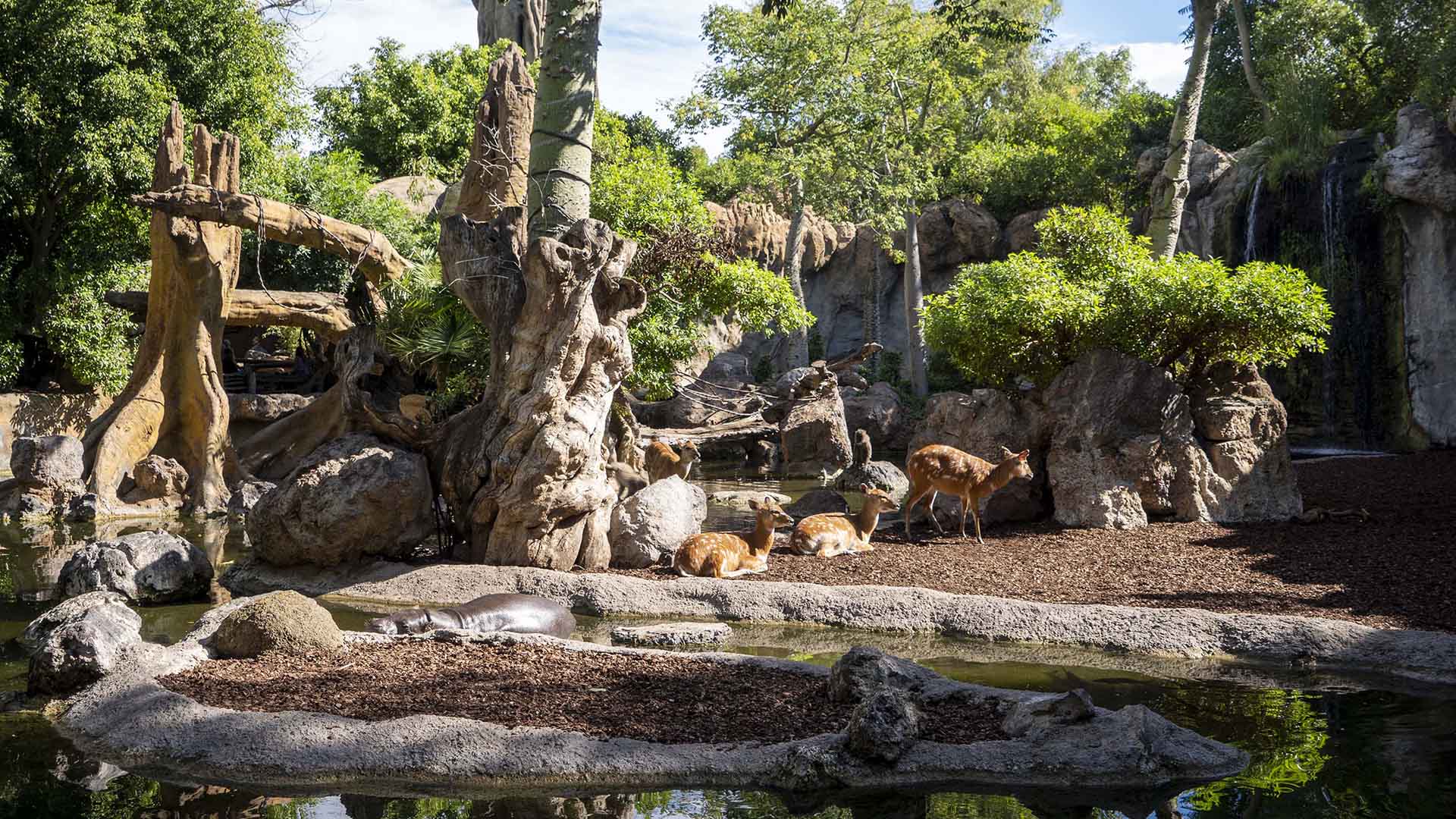 BIOPARC comprometido con los bosques tropicales - Bosque de ribera en BIOPARC Valencia