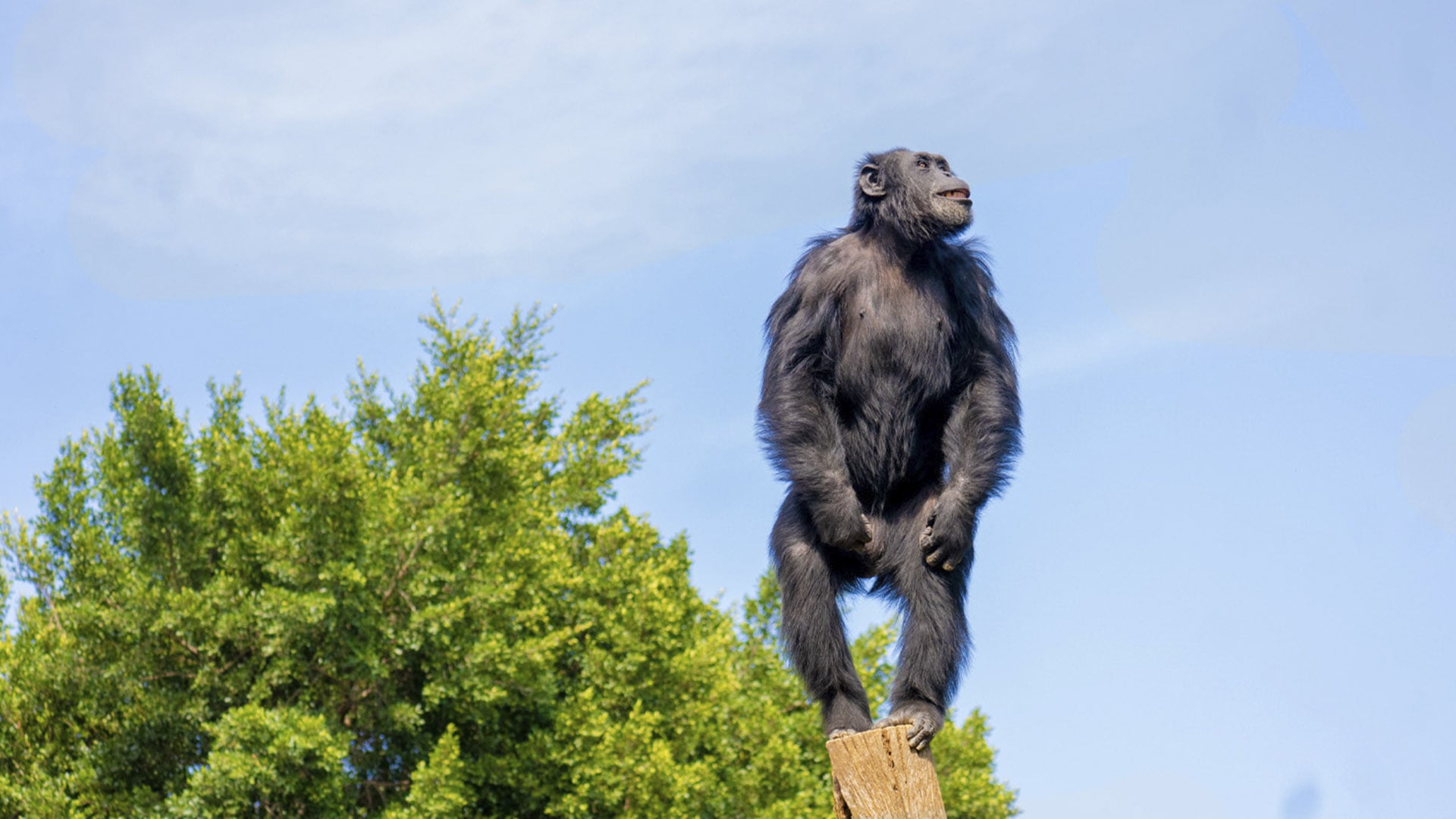 Chimpancé en BIOPARC Fuengirola