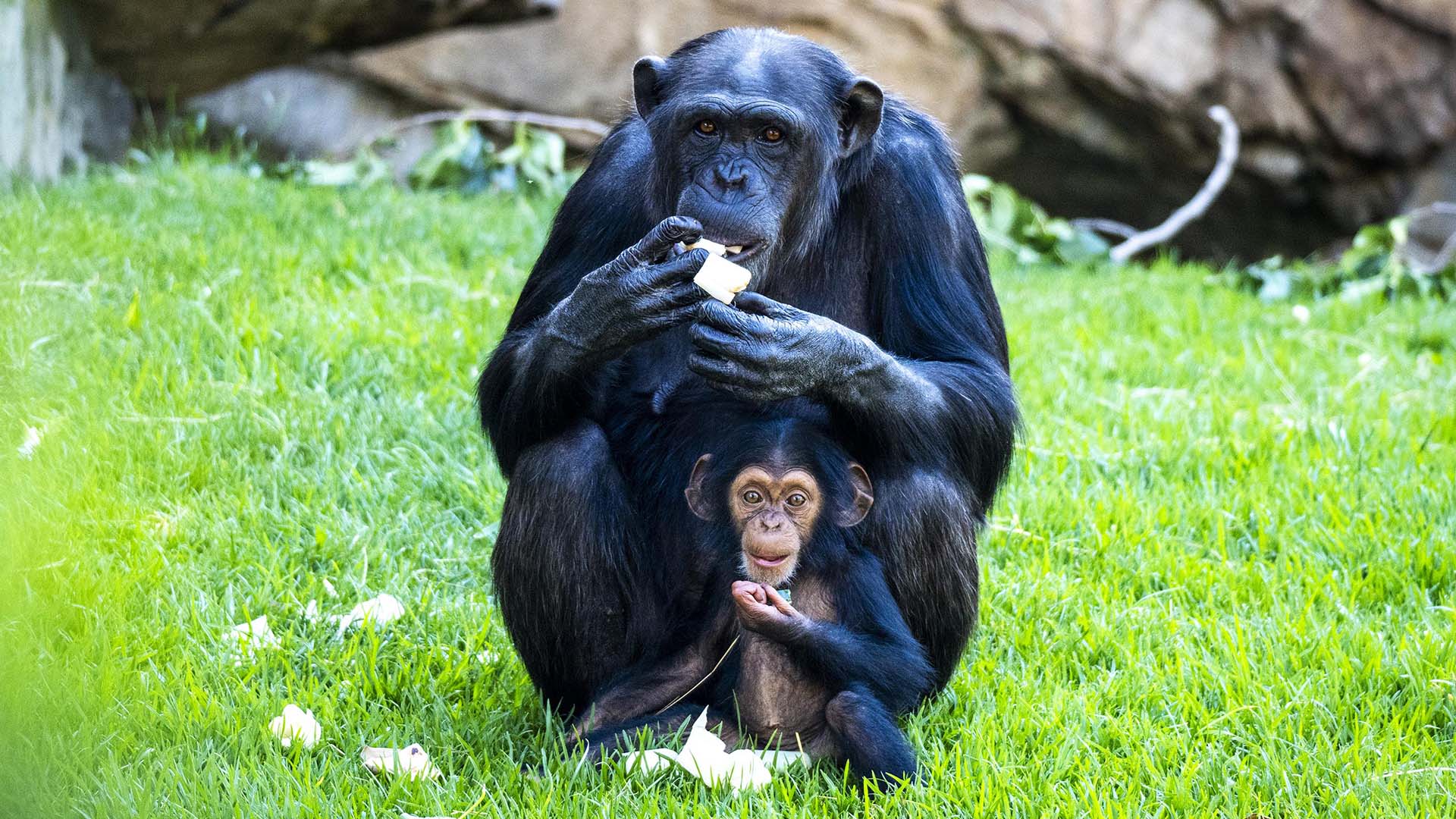 La chimpancé Noelia y su cría, Cala, en la selva ecuatorial de BIOPARC Valencia