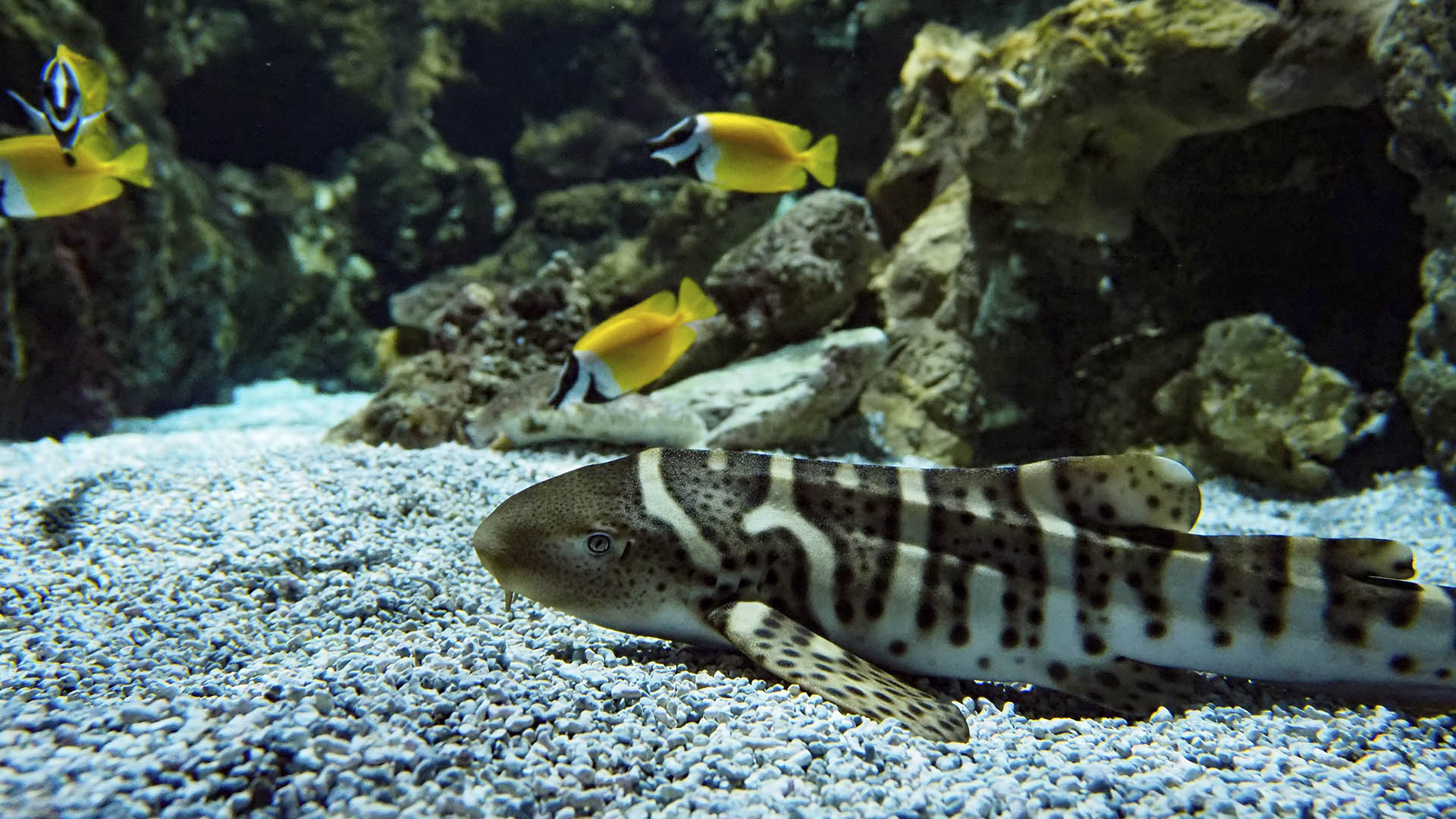 Tiburón cebra en BIOPARC Acuario de Gijón