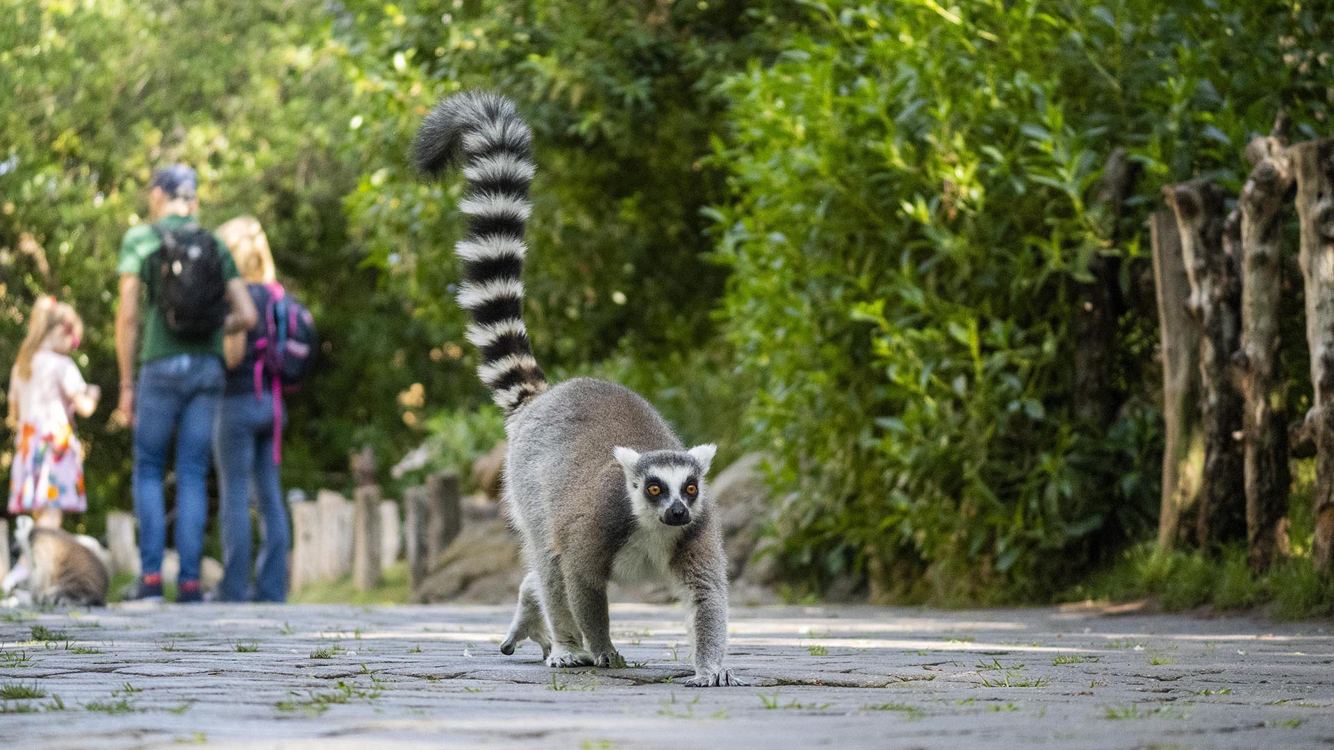 BIOPARC Valencia y BIOPARC Fuengirola albergan lémures de cola anillada