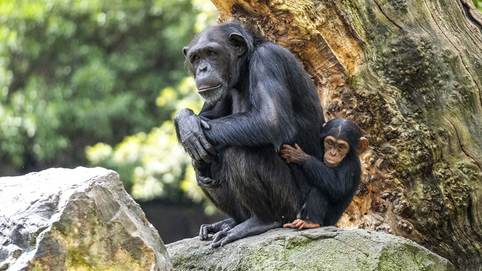 Familia de chimpancés en BIOPARC Valencia