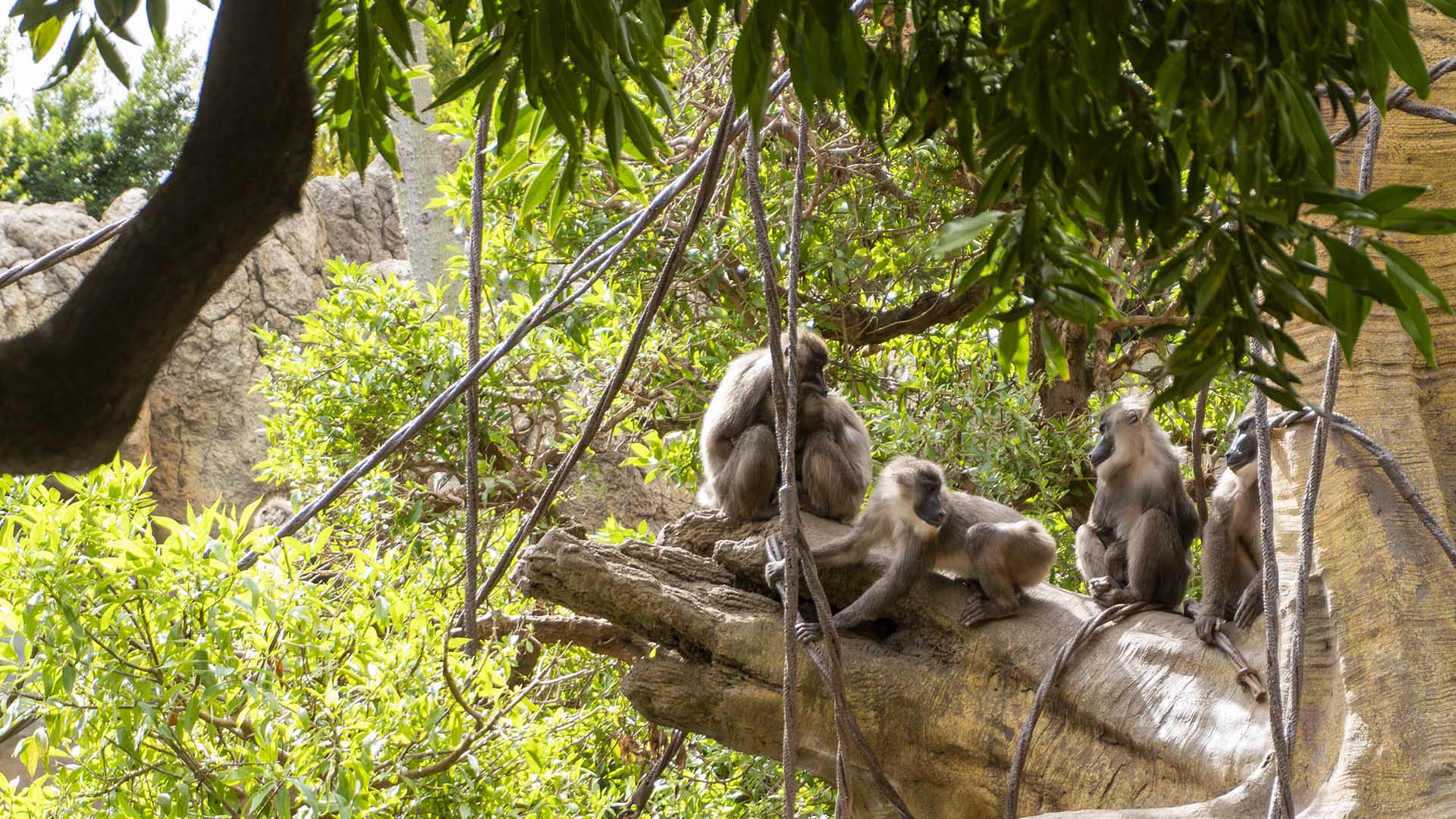 Familia de driles en BIOPARC Valencia