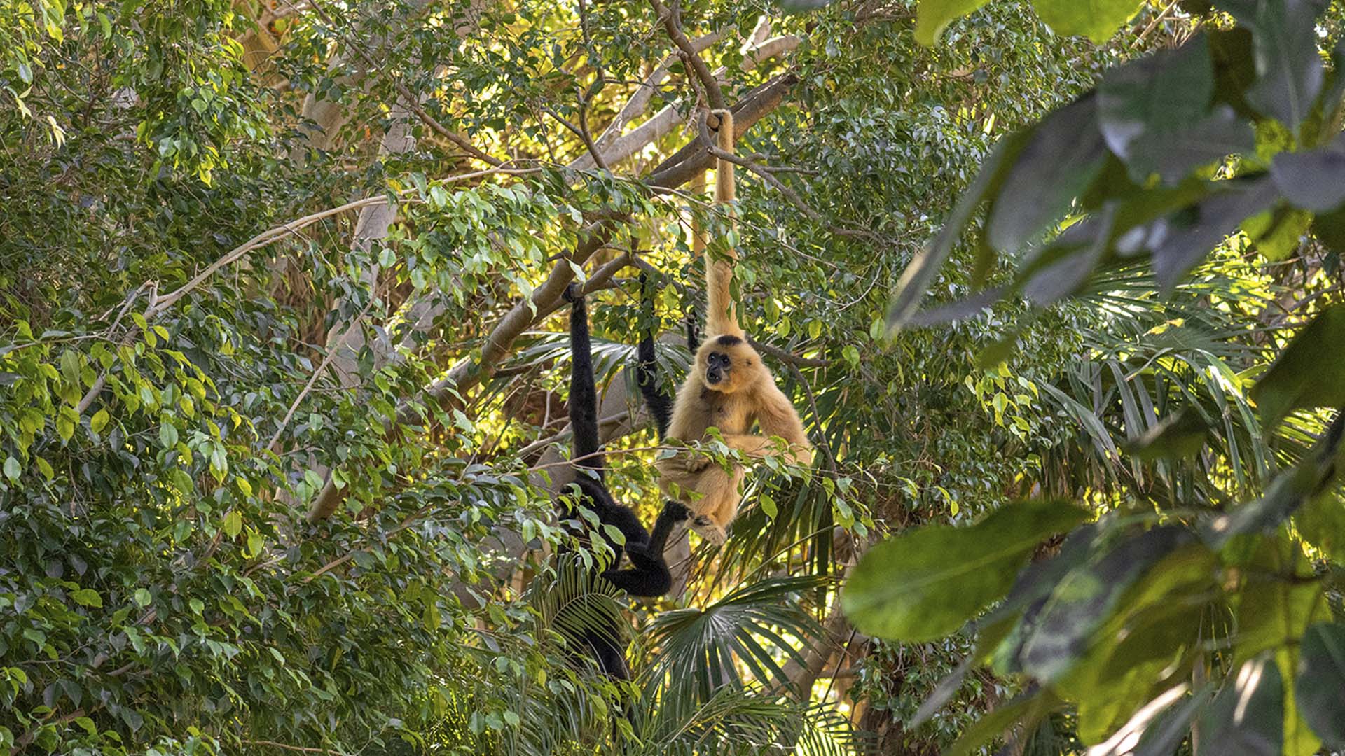 Gibones en BIOPARC Fuengirola