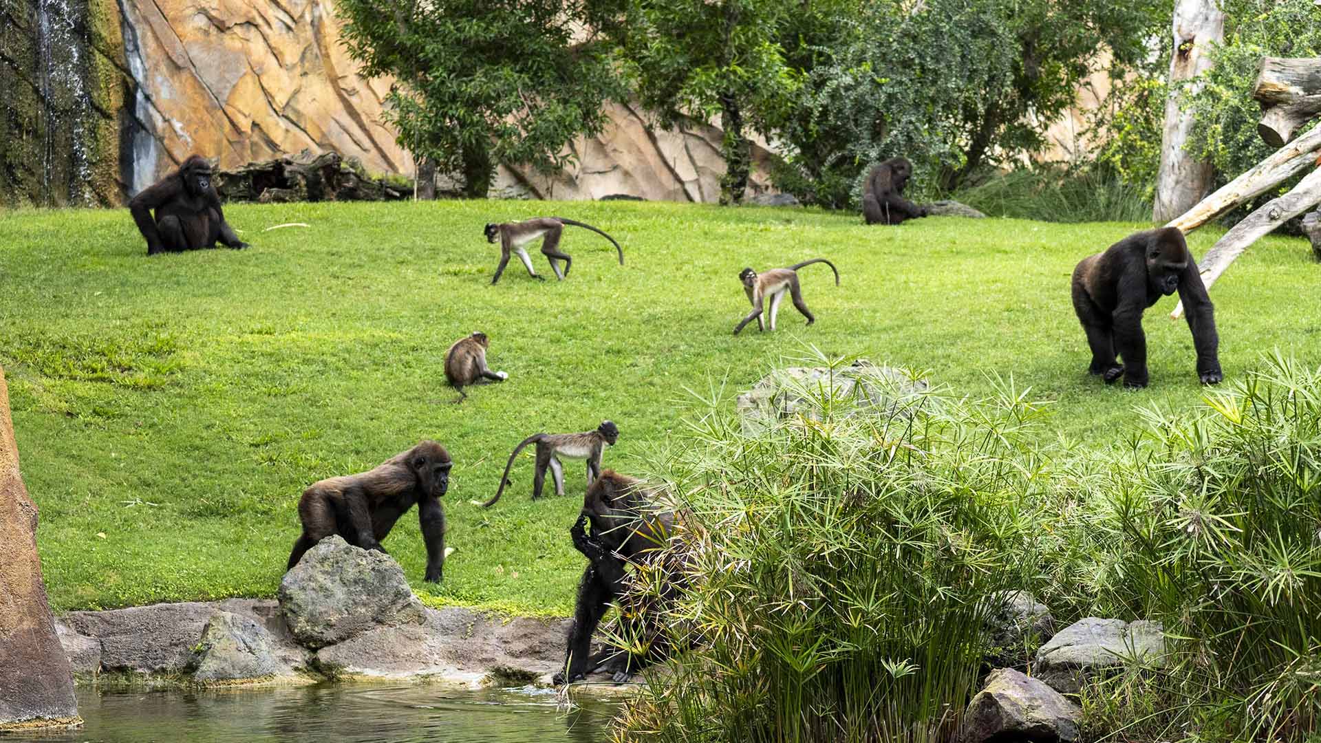 La mayoría de primates están en peligro de extinción y los BIOPARC se vuelcan en su conservación