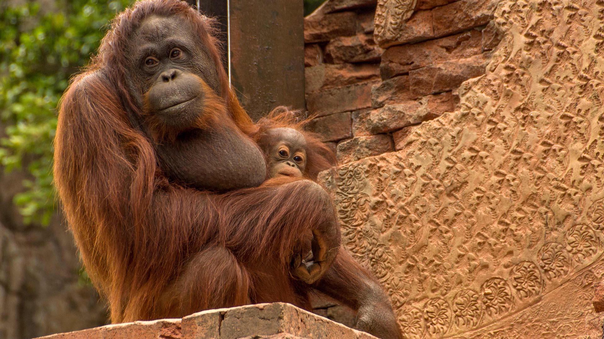 Familia de orangutanes en BIOPARC Fuengirola