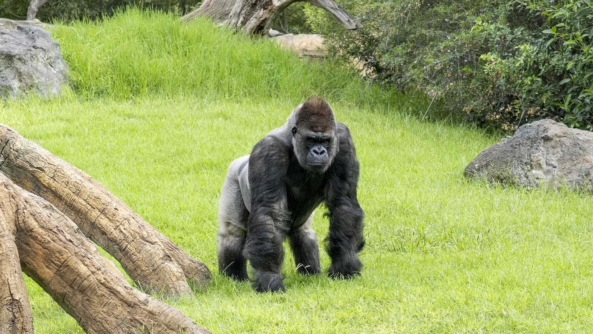 Un gorila espalda plateada en la selva ecuatorial de BIOPARC Valencia