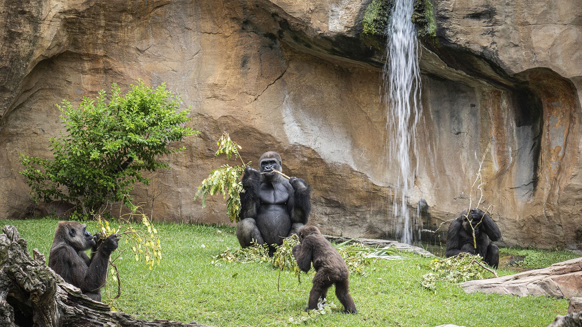 “Conocer para proteger” es el llamamiento de los BIOPARC para salvar de la extinción a los gorilas