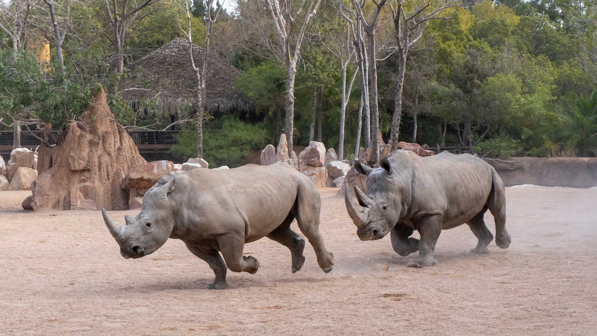 La Fundación BIOPARC apela a la conservación del Rinoceronte, un “gigante” que podría desaparecer