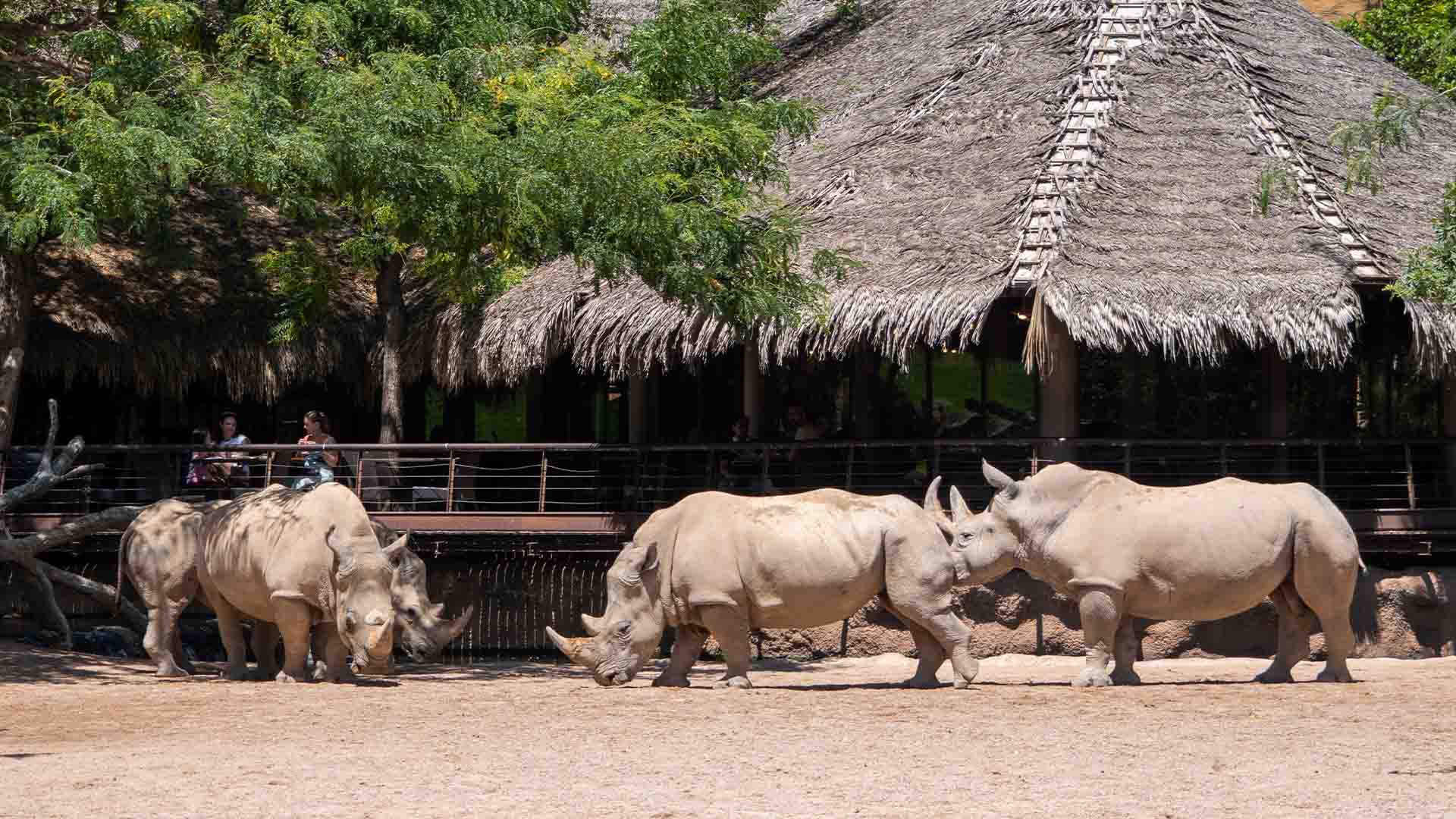 Grupo de rinocerontes blancos en BIOPARC Valencia