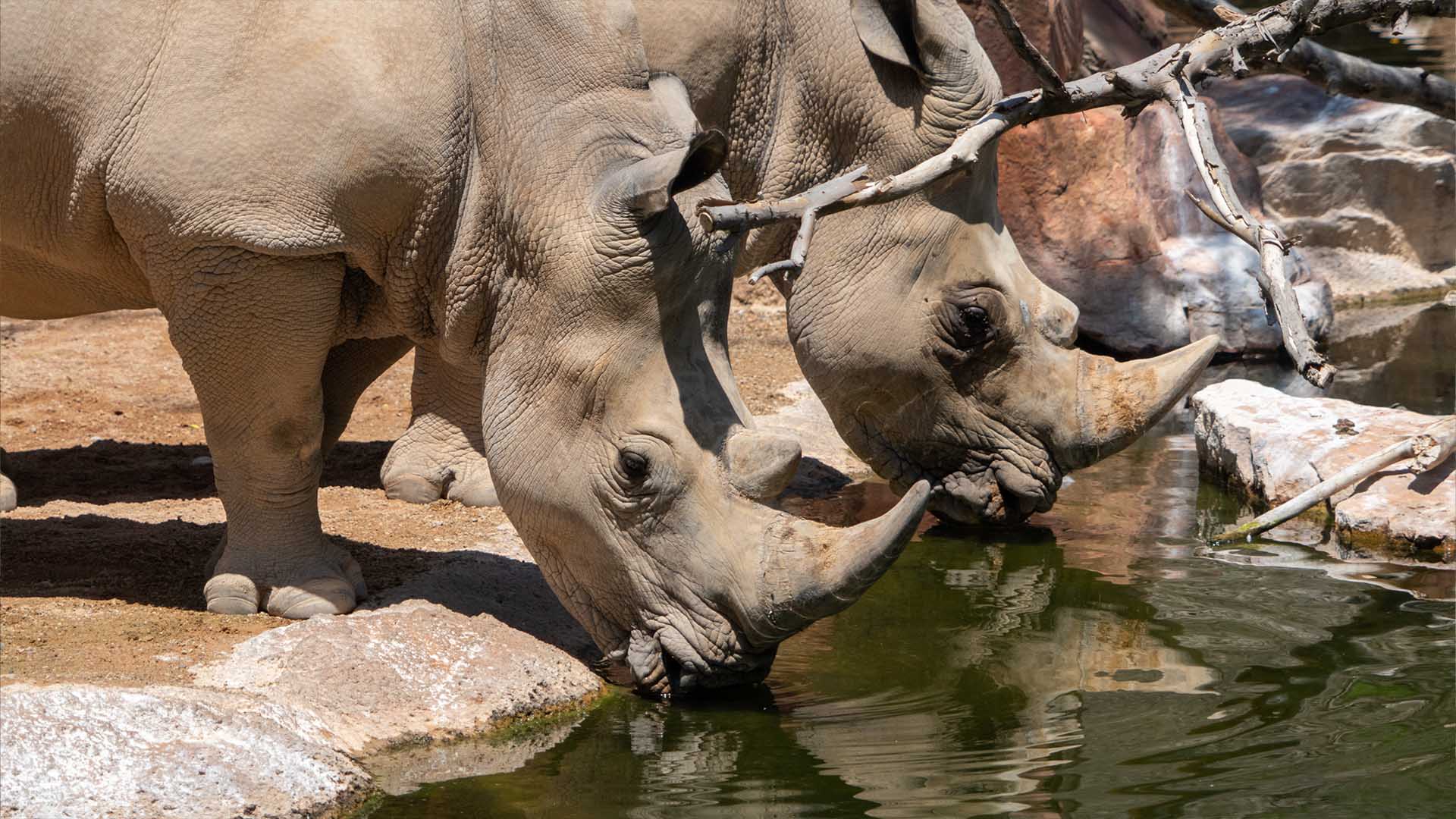 Rinocerontes bebiendo agua en BIOPARC Valencia