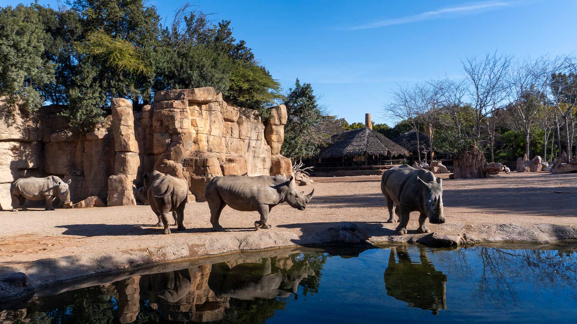 La Fundación BIOPARC apela a la conservación del Rinoceronte, un “gigante” que podría desaparecer