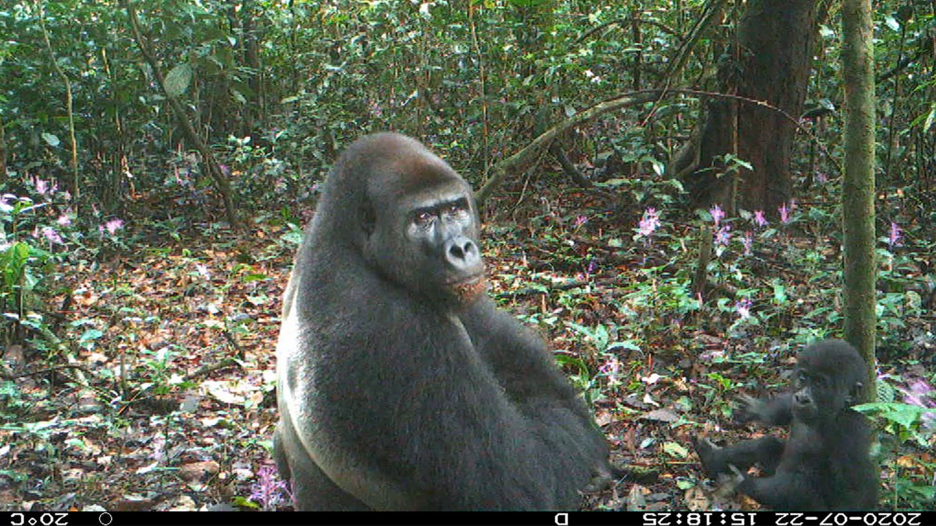 Silverback and Infant Caught by one of our Trail Cameras, Ebo Gorilla Habitat (SDZWA)