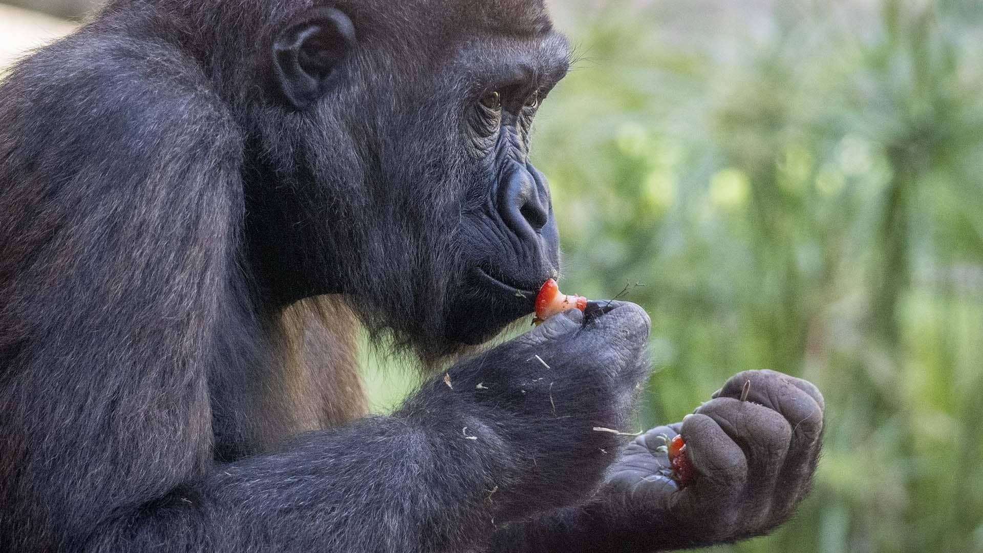 Una cría de gorila nacida en BIOPARC Valencia