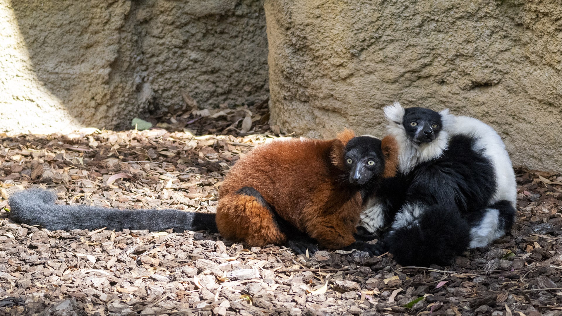 Dos especies de lémures en BIOPARC Valencia