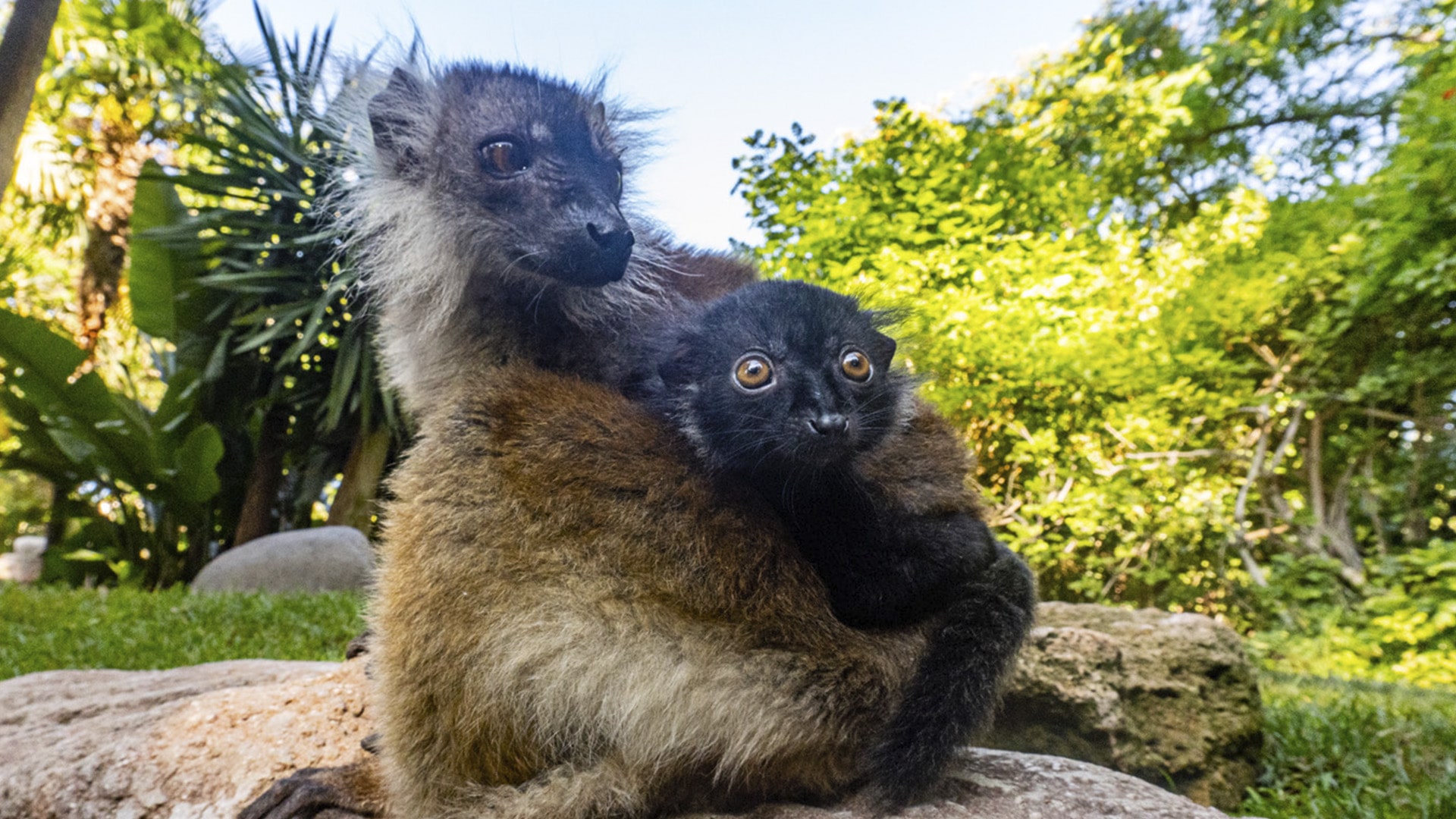 Lémures negros en BIOPARC Fuengirola