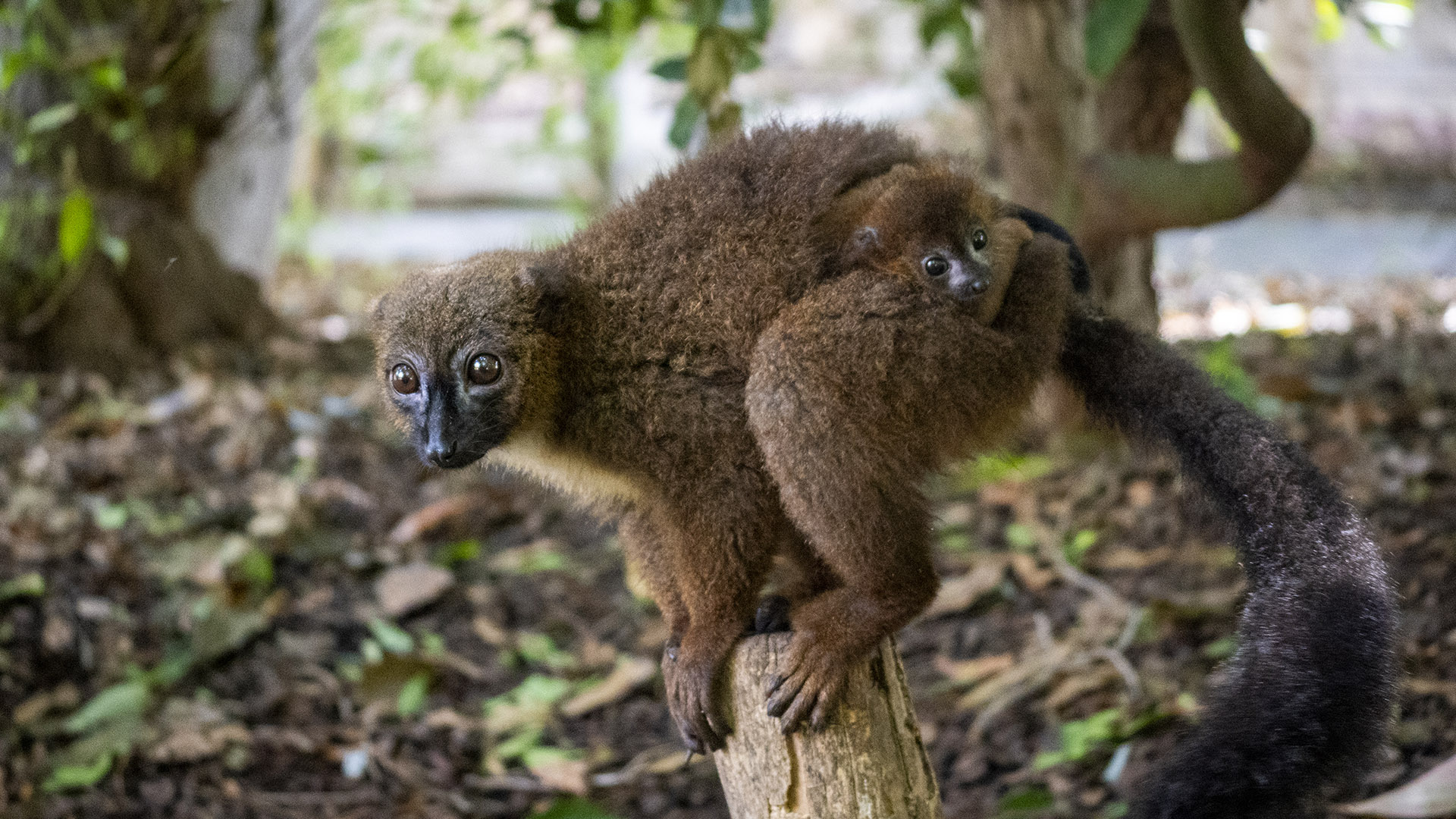 Lémures de vientre rojo en BIOPARC Valencia