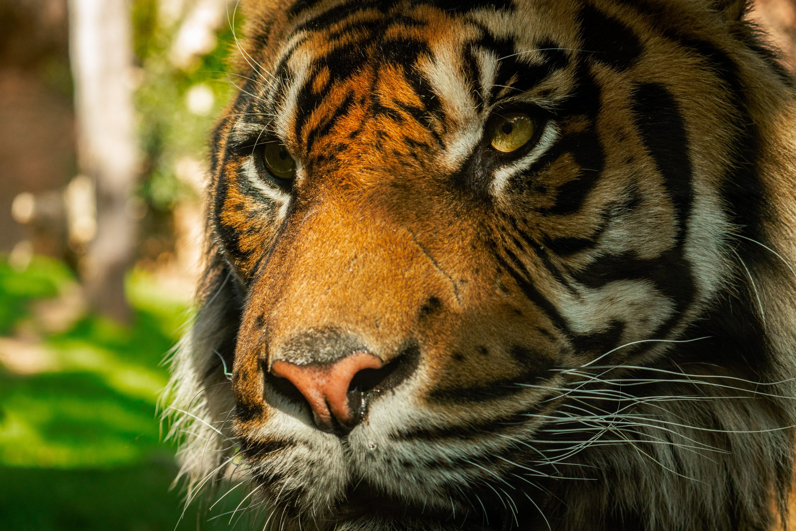 Primer planto tigre de Sumatra