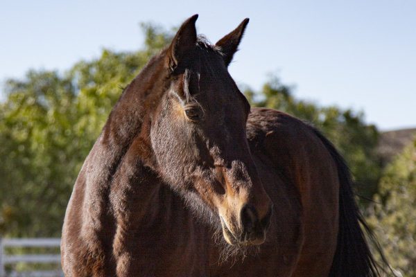 Caballo